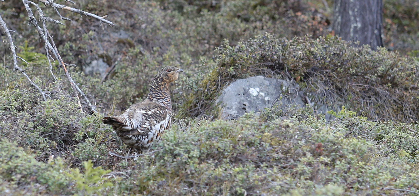 capercaillie hen